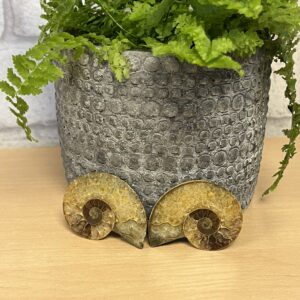 Paire d'ammonite fossilisées